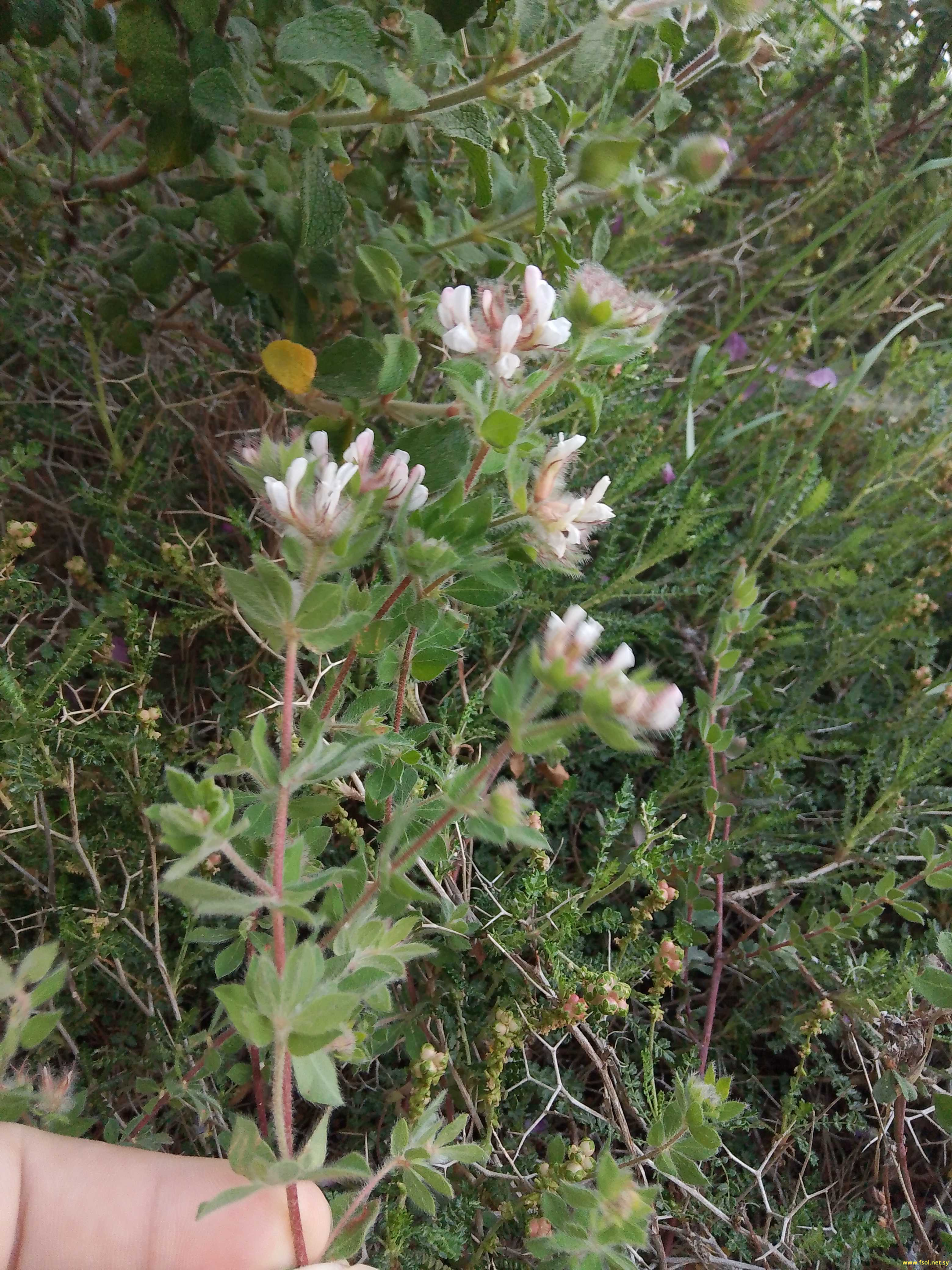 Dorycnium hirsutum (L.) Ser.
